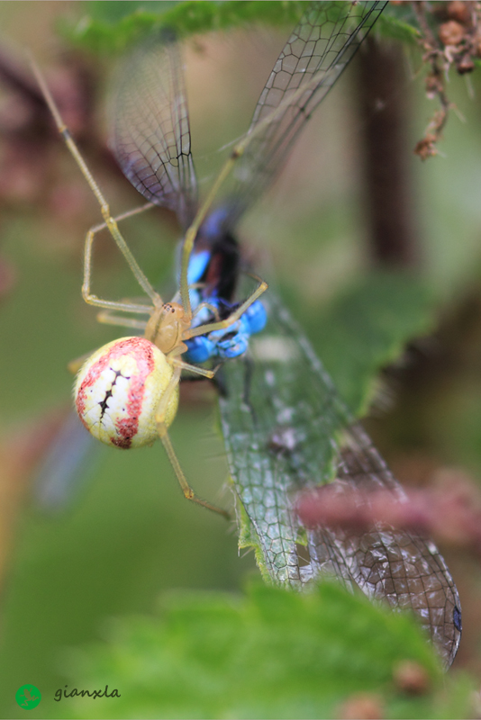 Enoplognatha sp.